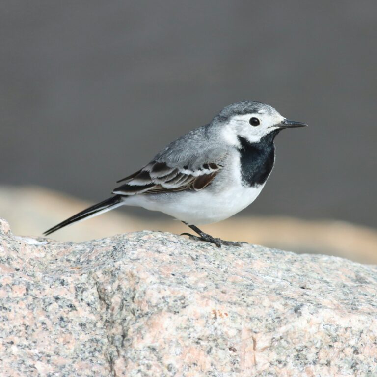 Bergeronnette grise (Motacilla alba)