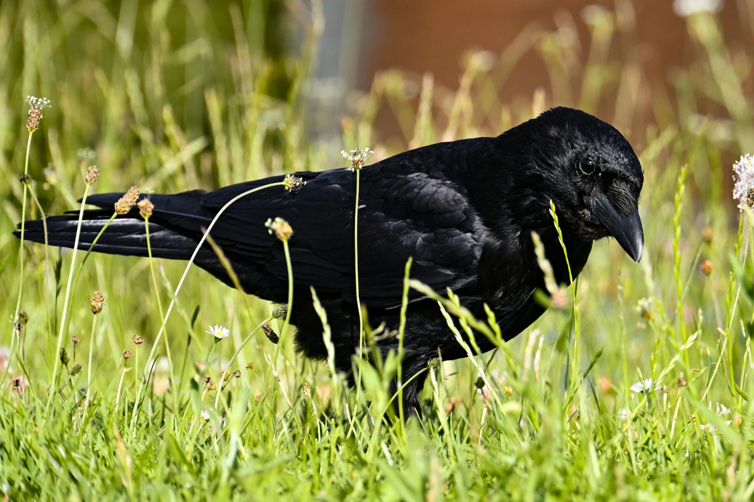 Corneille noire (Corvus corone), adulte