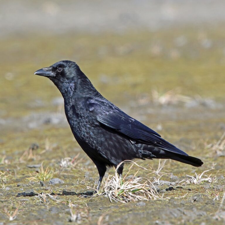 Corneille noire (Corvus corone)
