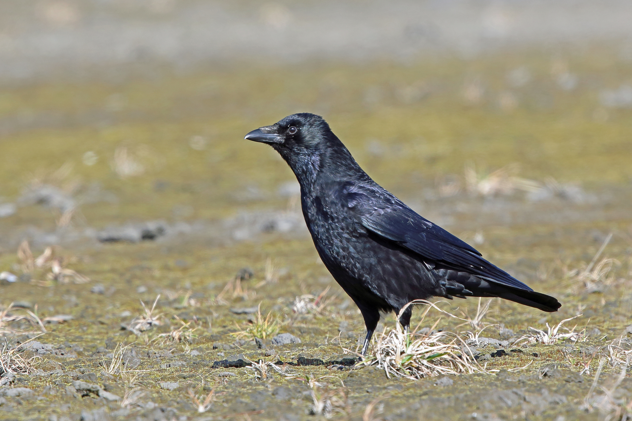 Corneille noire (Corvus corone)