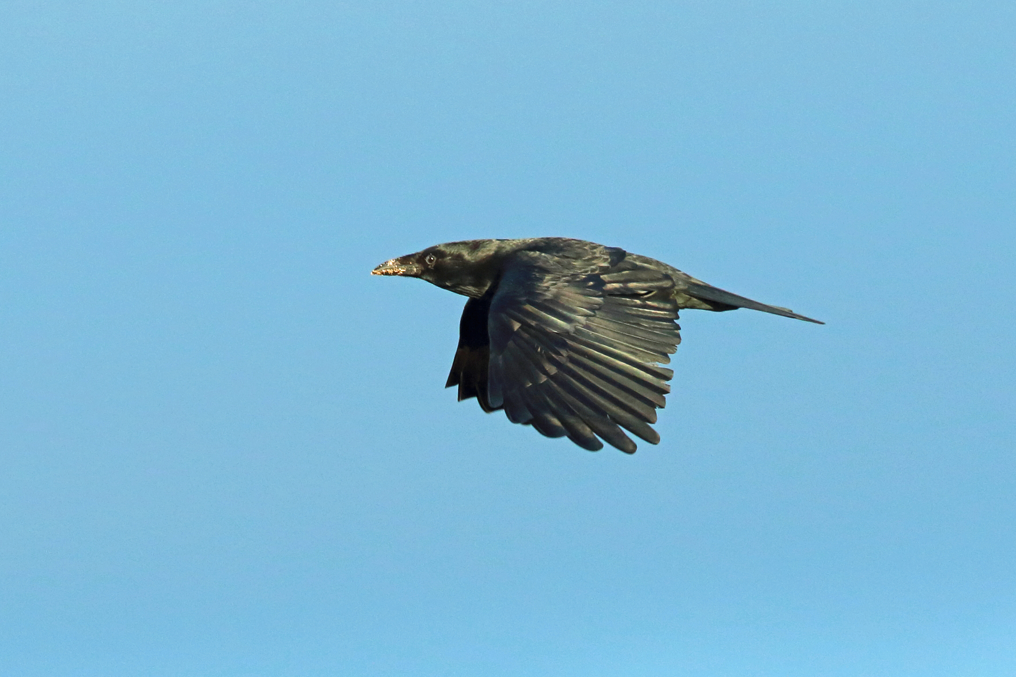 Corneille noire (Corvus corone) en vol, profil latéral