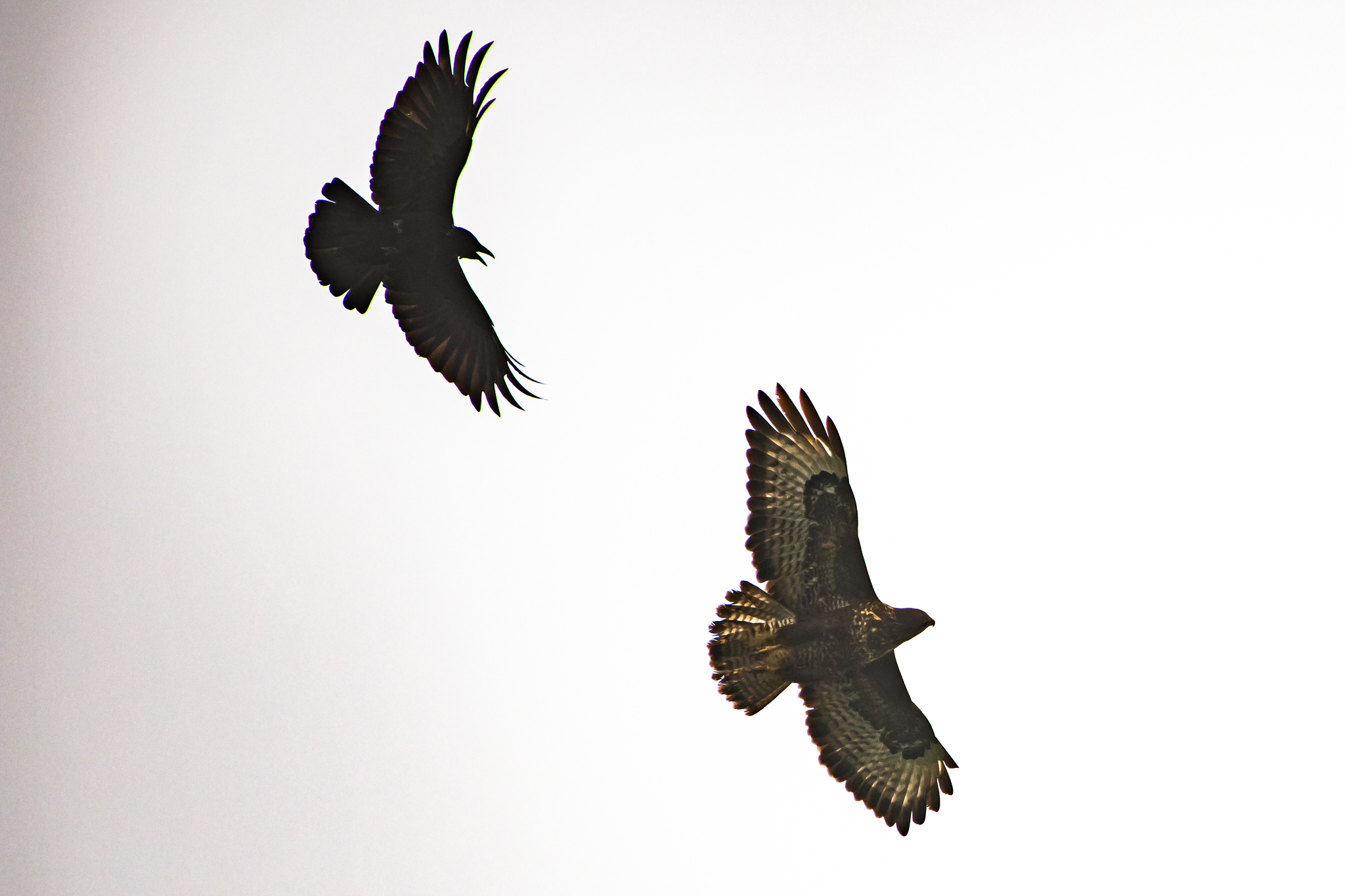Corneille noire (Corvus corone) harcelant une buse variable en vol