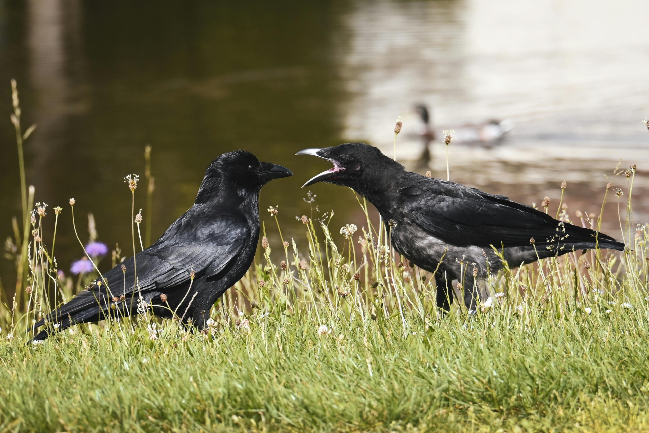 Deux corneilles noires (Corvus corone) se faisant face, l'une criant le bec ouvert