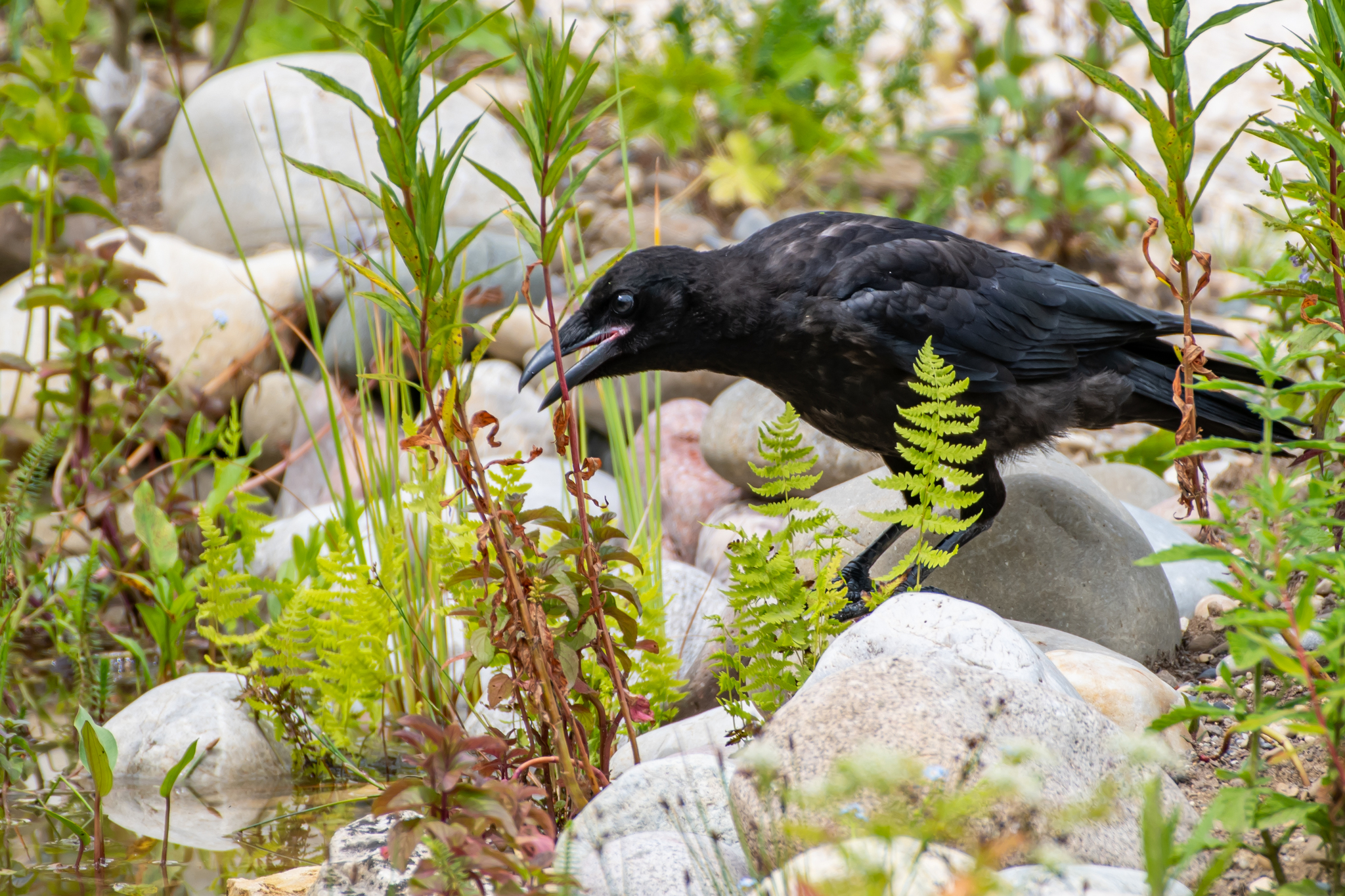 Jeune corneille noire (Corvus corone) fouillant entre des cailloux et des fougères