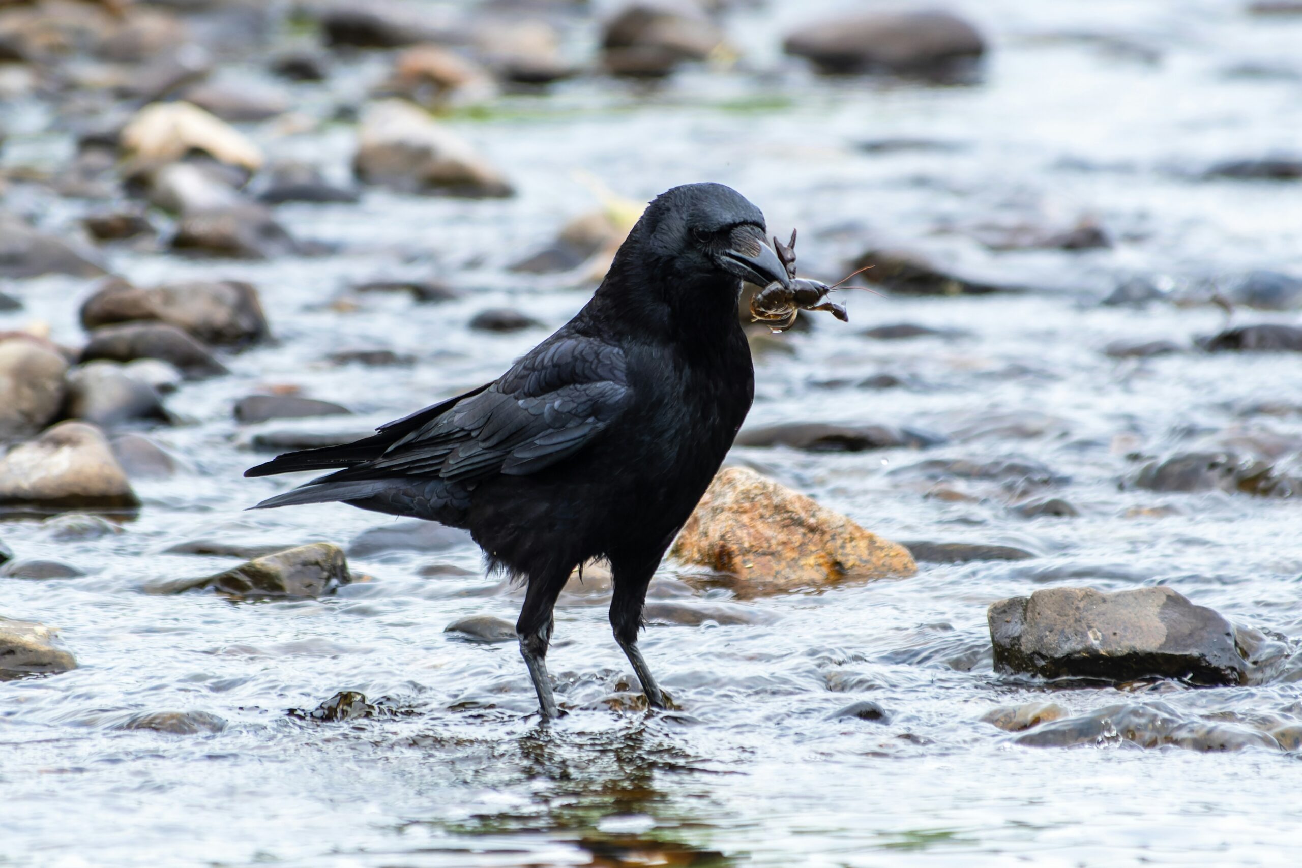 Corneille noire (Corvus corone) tenant une écrevisse dans le bec, se tenant dans un ruisseau caillouteux
