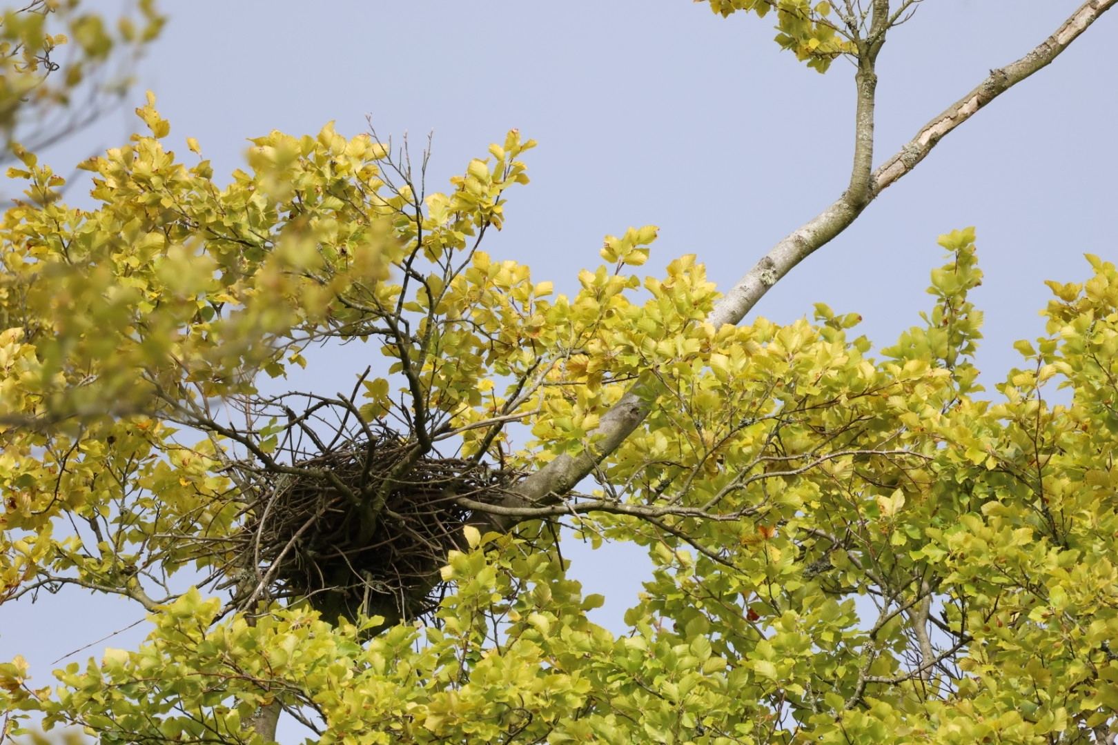 Nid de corneille noire (Corvus corone) nouvellement construit dans la ramure d'un arbre