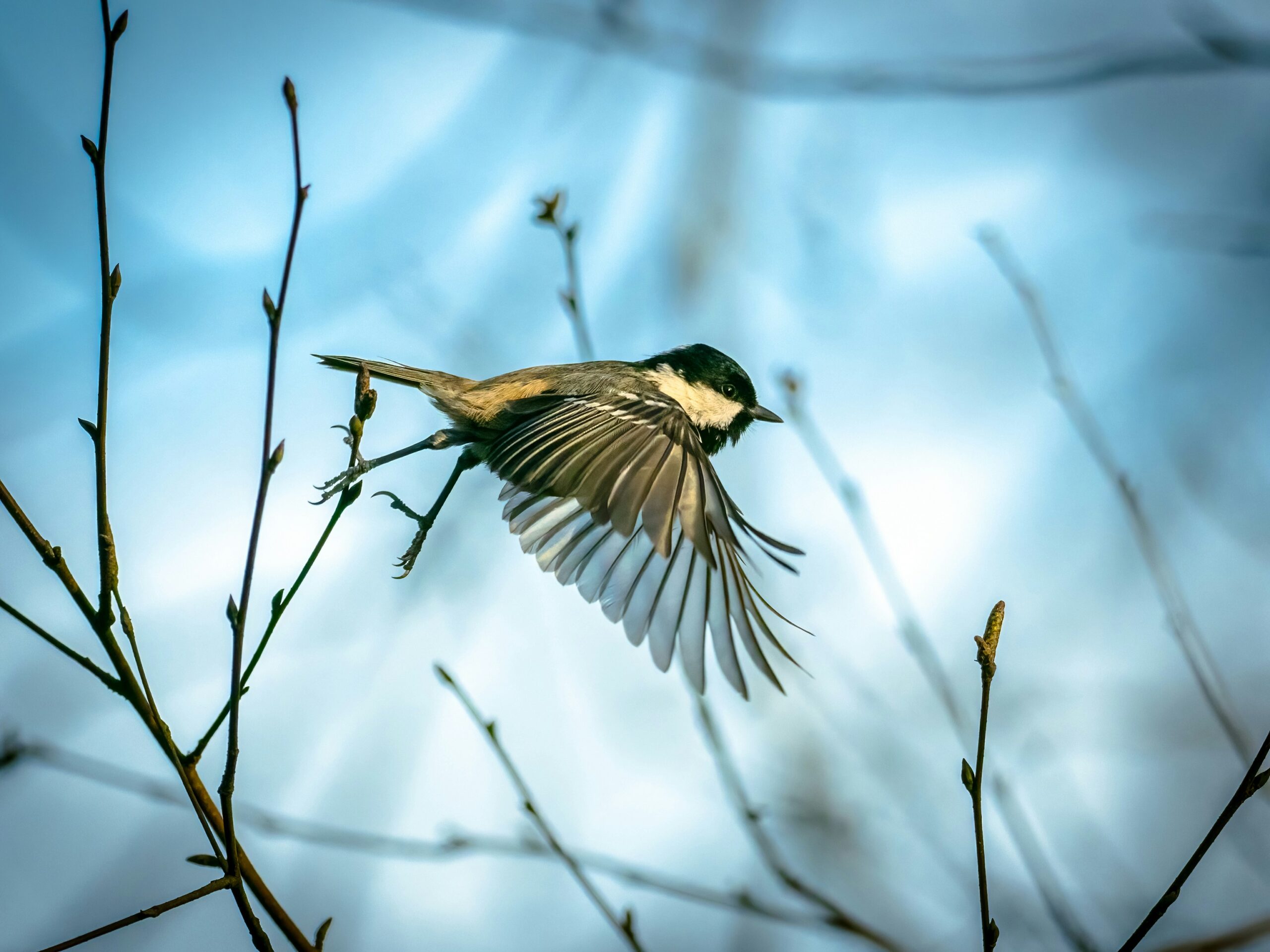 Mésange noire en vol