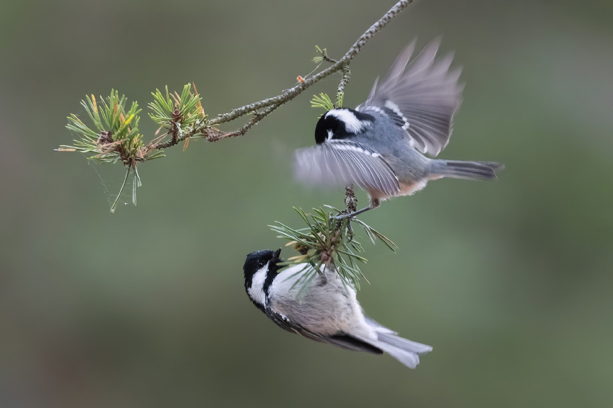 Deux mésanges noires (Periparus ater) en interaction, l'une battant des ailes sur une branche