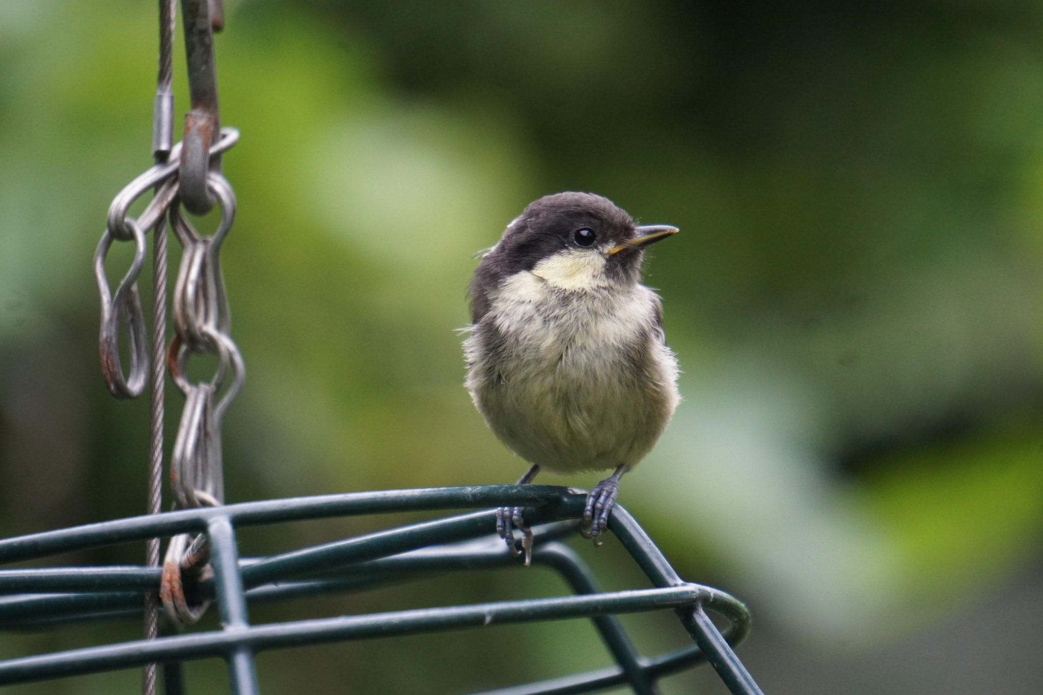 Jeune mésange noire perchée sur une mangeoire dans un jardin