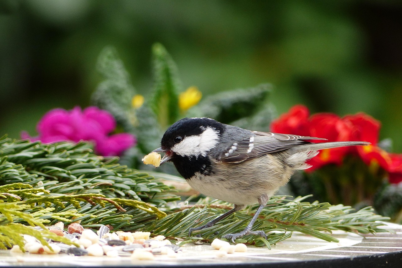 Mésange noire se nourrissant de graines