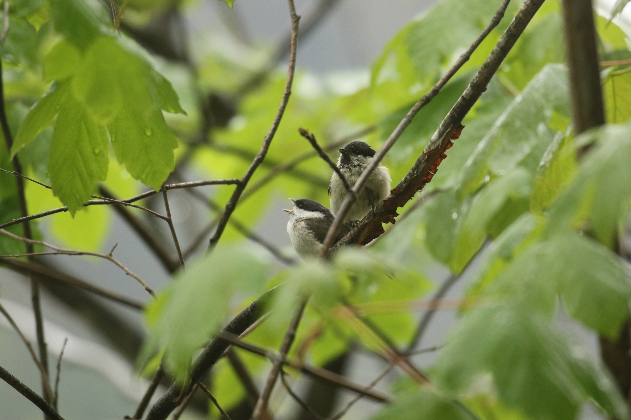 Deux jeunes mésanges nonnettes appelant pour être nourries