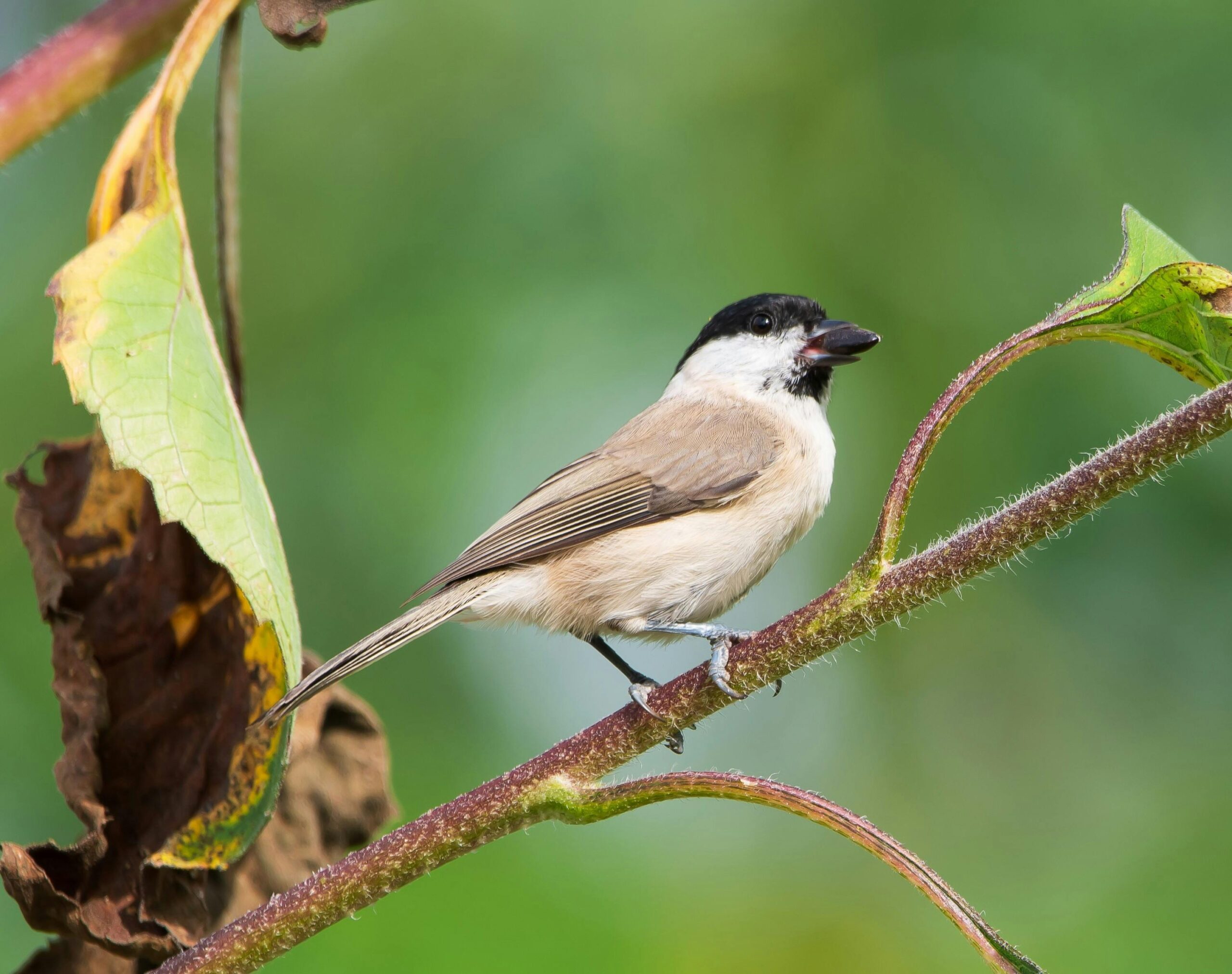 Mésange nonnette mangeant une graine