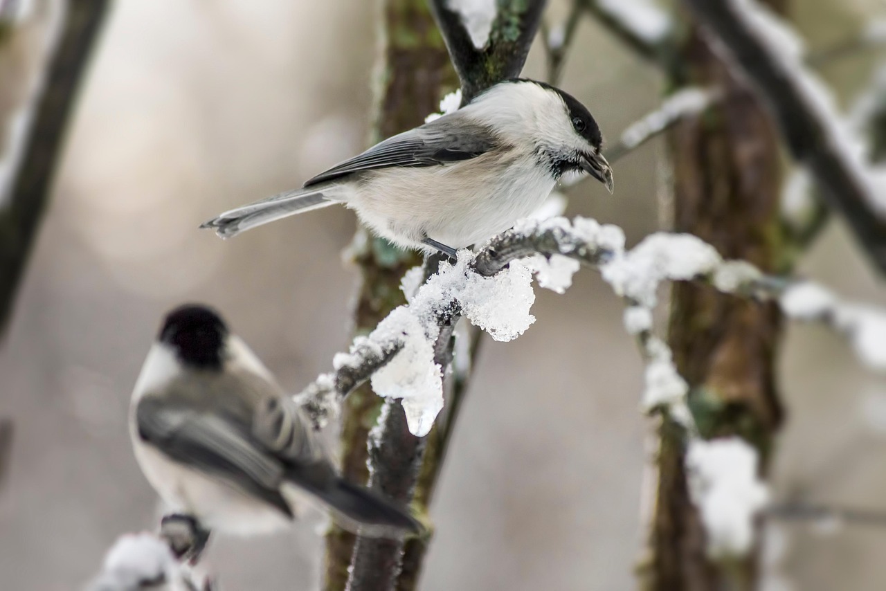 Mésange nonnette picorant la neige sur une branche, une seconde mésange en arrière-plan floue