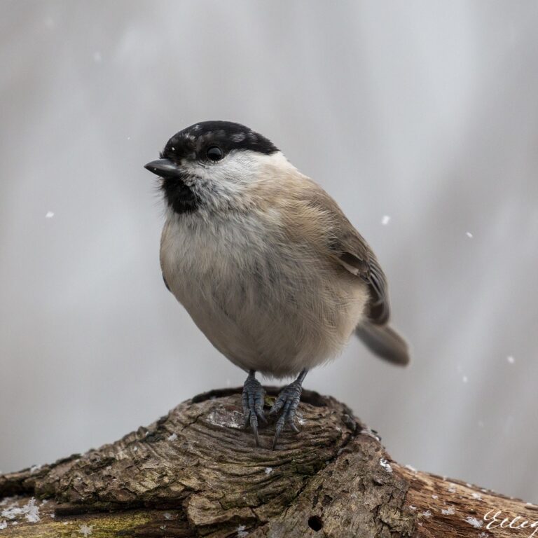 Mésange nonnette (Poecile palustris)