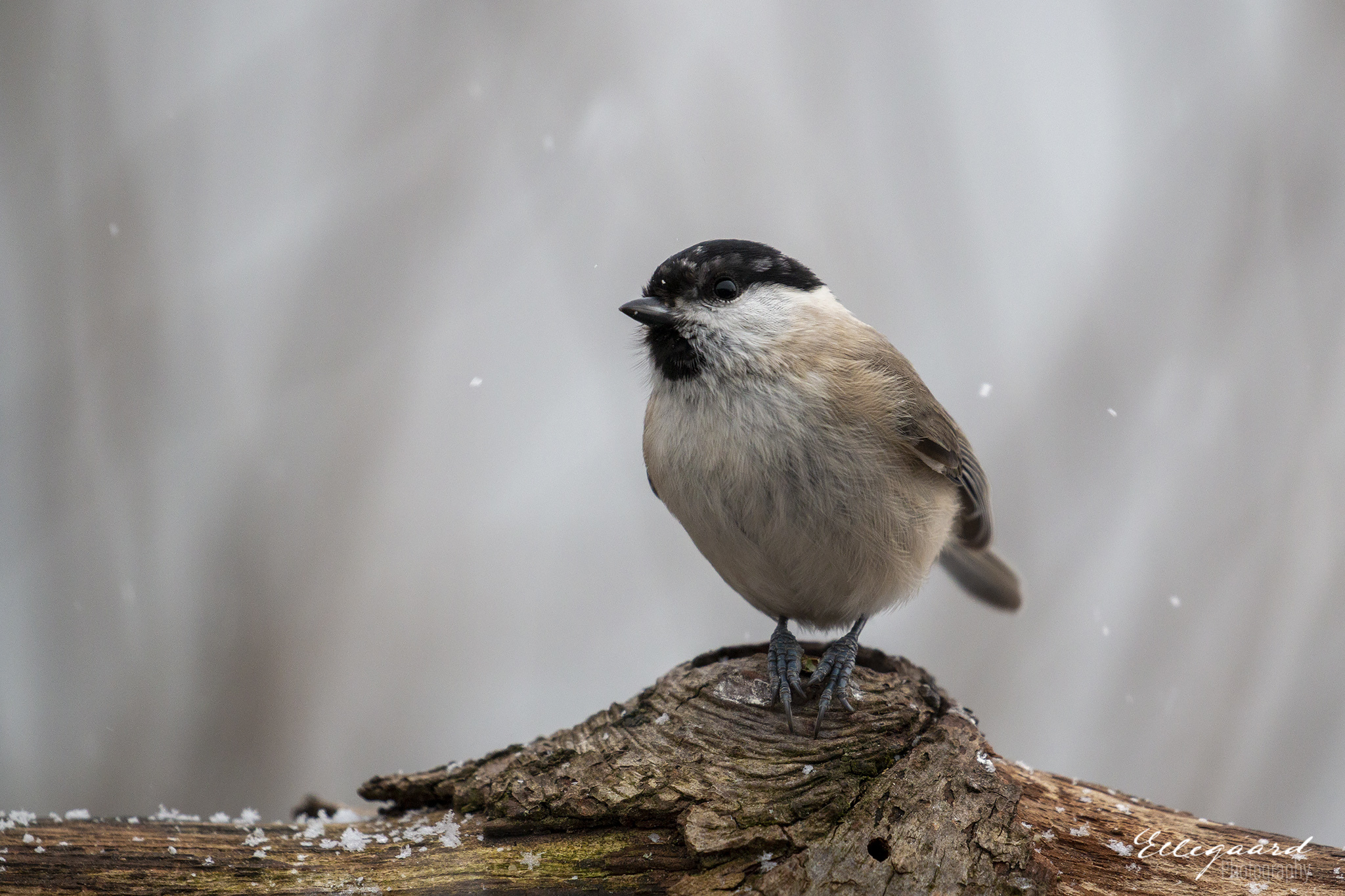 Mésange nonnette (Poecile palustris)
