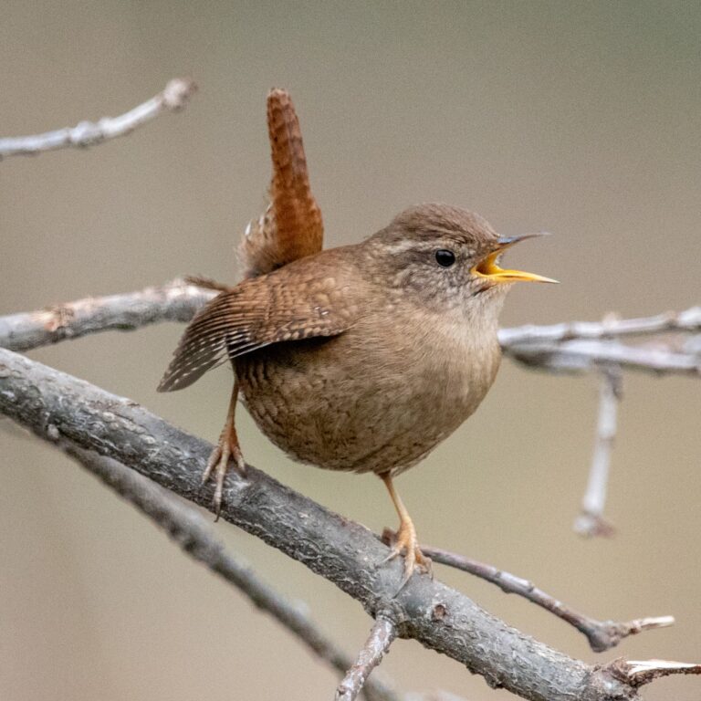 Troglodyte mignon (Troglodytes troglodytes)