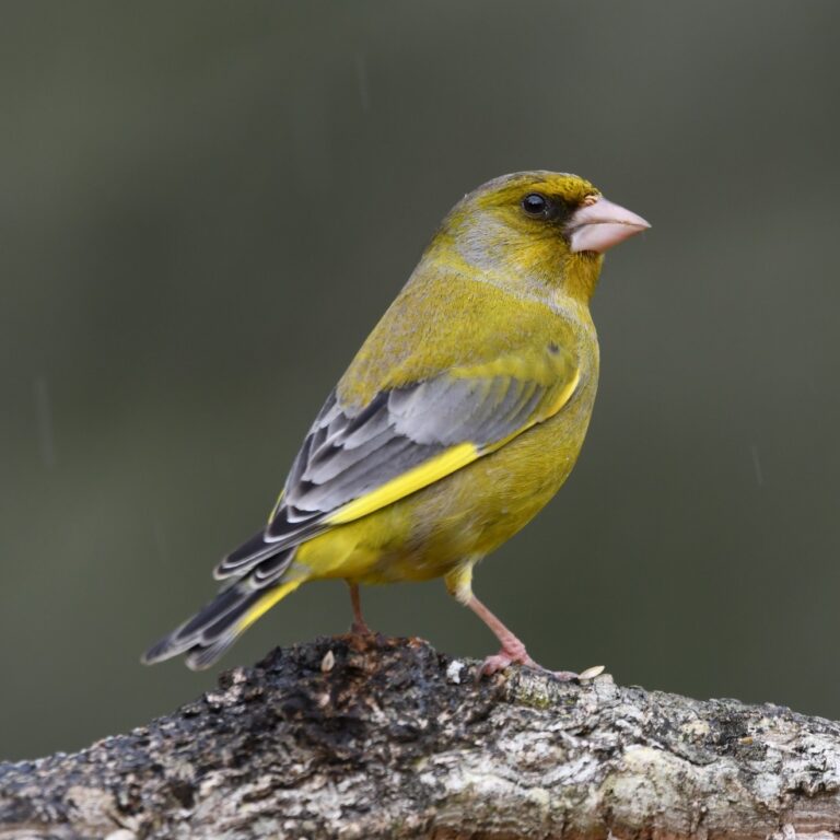 Verdier d’Europe (Chloris chloris)