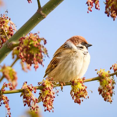 Moineau friquet (Passer montanus)