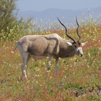 addax-nasomaculatus-addax-fiches-animaux