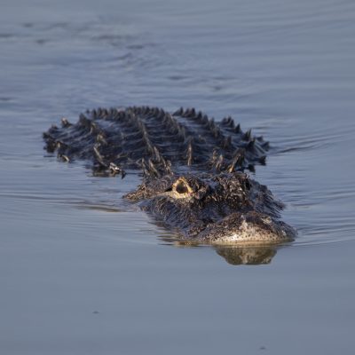 Alligator d'Amérique nageant dans l'eau
