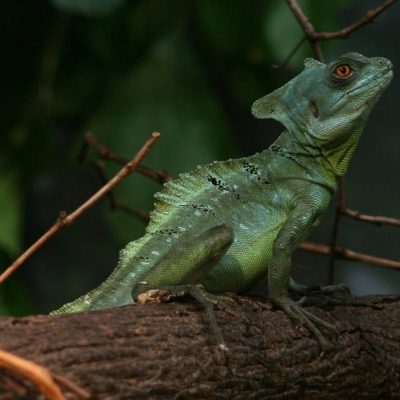 Basilic vert posté sur un arbre