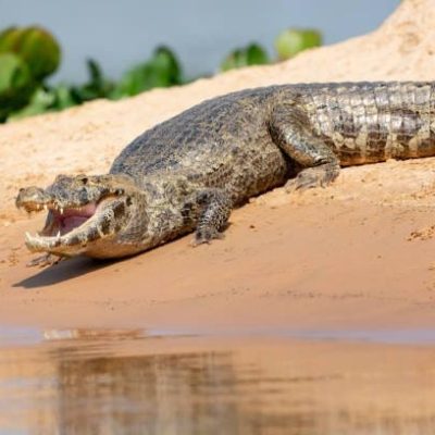 Caïman à lunettes (Caiman crocodilus)