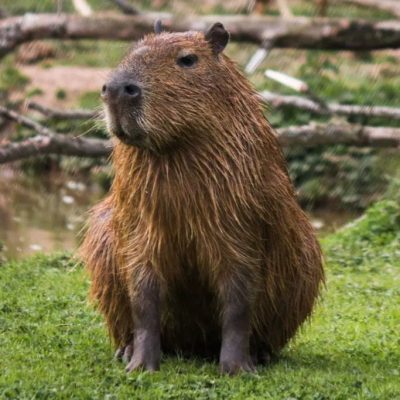 capybara-google-mise-en-avant