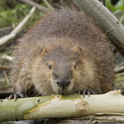 castor-du-canada-carre