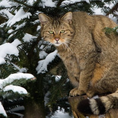 Chat sauvage (Felis silvestris) posté sur un tronc