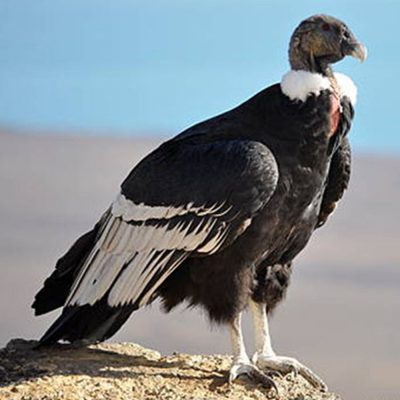 condor-des-andes-carre