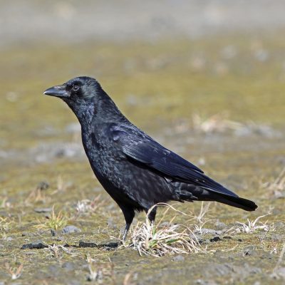 Corneille noire (Corvus corone)