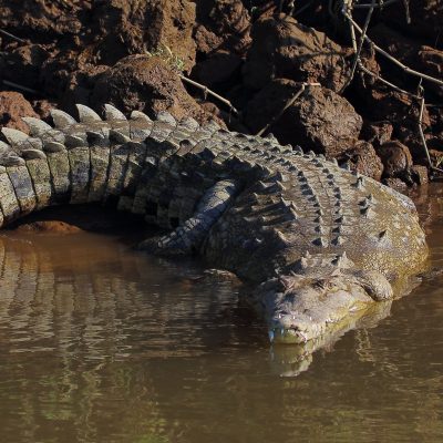 crocodile-americain-crocodylus-acutus-carre-fiche-animale-animal-animaux