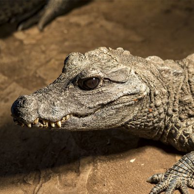 crocodile-nain-Osteolaemus-tetraspis-squared