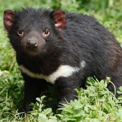 diable-de-tasmanie-carre