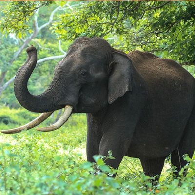 elephant-d-asie-carre