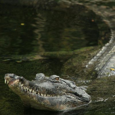 faux-gavial-de-malaisie-tomistoma-schlegelii-squared