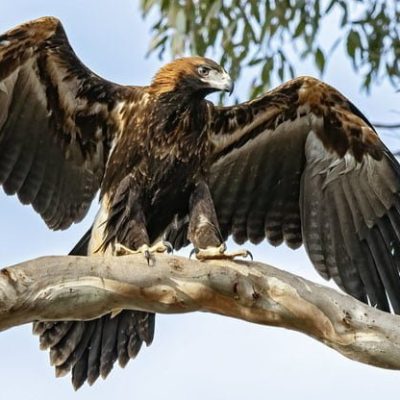 fiche-animale-monde-animal-aigle-australien-d-australie