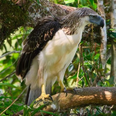fiche-animale-monde-animal-aigle-des-philippines