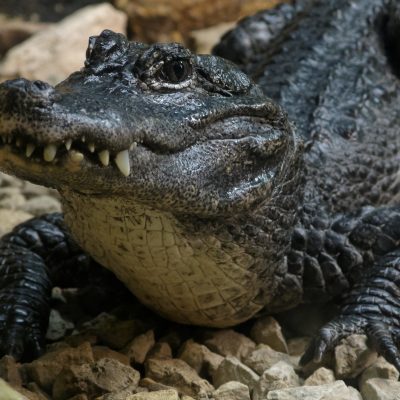 fiche-animale-monde-animal-alligator-de-chine-alligator-sinensis