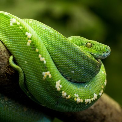 fiche-animale-monde-animal-animaux-python-vert-arboricole