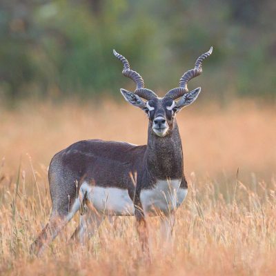 fiche-animale-monde-animal-antilope-cervicapre-antilope-cervicapra