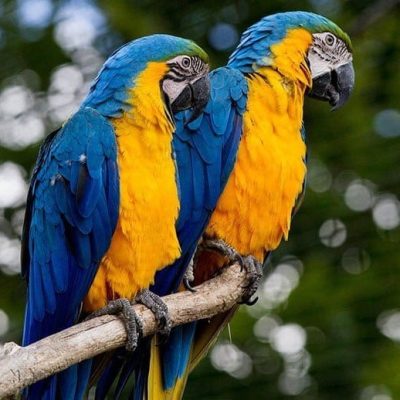 fiche-animale-monde-animal-ara-bleu