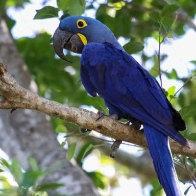 fiche-animale-monde-animal-ara-hyacinthe