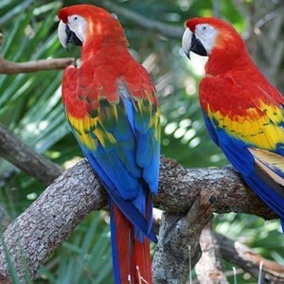 fiche-animale-monde-animal-ara-rouge