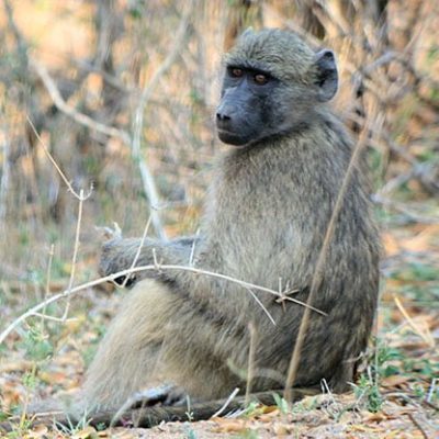 fiche-animale-monde-animal-babouin-chacma