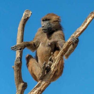 fiche-animale-monde-animal-babouin-de-guinée
