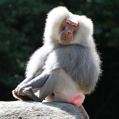 fiche-animale-monde-animal-babouin-hamadryas