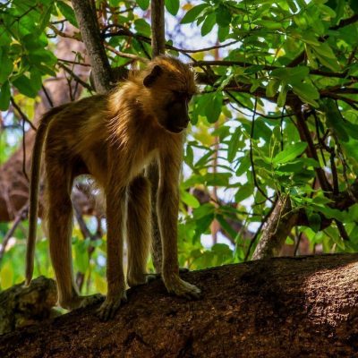 fiche-animale-monde-animal-babouin-jaune (2)