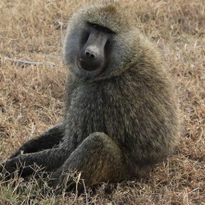 fiche-animale-monde-animal-babouin-olive