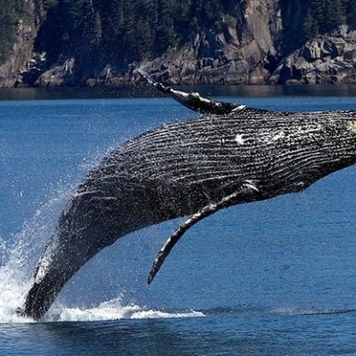 fiche-animale-monde-animal-baleine-a-bosse